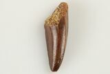 Serrated, Raptor Tooth - Real Dinosaur Tooth #193060-1